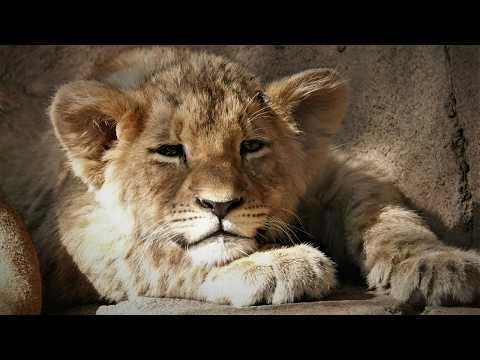 4 Months Old. No Mother. 3 Years Later He Became the Most Dangerous Lion the Serengeti Had Ever Seen