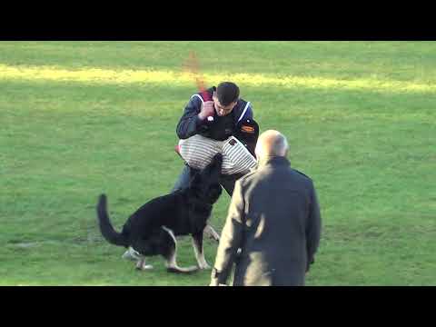 WUSV 2021 DEU 3 - OLIVER ULBRICH & BERTA VOM WOLFSGRABEN C 93