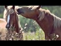 If Heartaches Were Horses - George Strait