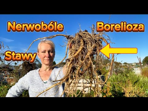 Zioło Na Chore Stawy, Nerwobóle i Boreliozę- Jak Przygotować Korzeń Na Nalewkę?