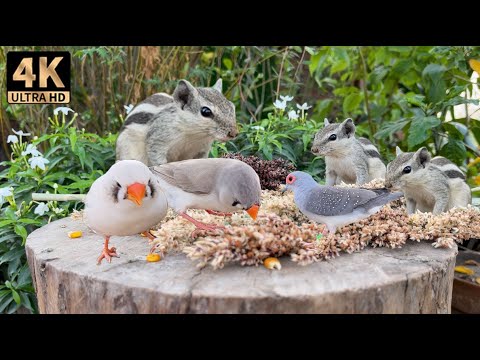 Squirrel Videos for Cats to Watch - 10 Hours of Cat & Dog Entertainment in Forest - For Cats