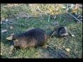 Alphabet Animals Wmv