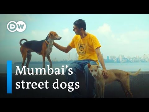 download lagu mp3 mp4 The Welfare Of Stray Dogs Mumbai Maharashtra, download lagu The Welfare Of Stray Dogs Mumbai Maharashtra gratis, unduh video klip The Welfare Of Stray Dogs Mumbai Maharashtra