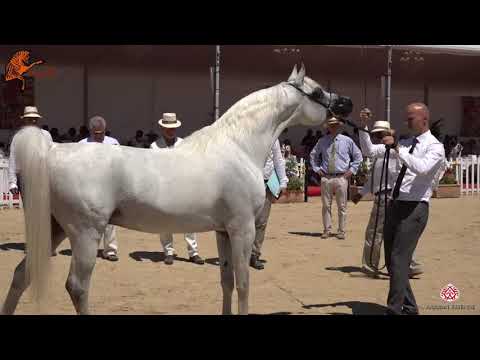 N 118 ATIUS O   2020 Menton Mediterranean and Arab Countries Arabian Horse Championship   7 Years Ol