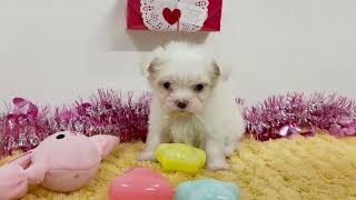 ハーフ犬の動画01