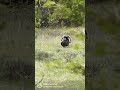 MONTANA MERRIAMS GOBBLER IN THE BACKCOUNTRY