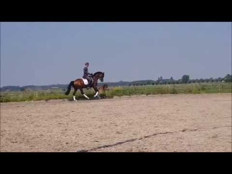 Bijsterhof's Vivaldi SOLD