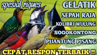 Download lagu terdasyat!!  suara pikat burcil sogon, sepahraja, koul, gelatik, mp3