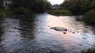 preview picture of video 'Ganaraska River Port Hope, Ontario - Salmon Run'