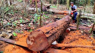 Download lagu Amazing Ironwood that is hidden‼️ We process it perfectly without any waste using Chainsaw 070 mp3
