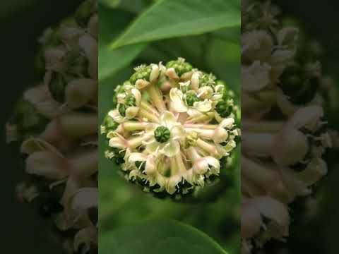 Mobile Photography! Huawei mate 20 lite!!!