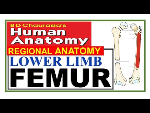 Chp2 | Femur | Lower Limb | BD Chaurasia Regional Anatomy | Dr Asif Lectures