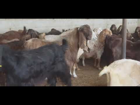 , title : 'Goats cyprus shami'