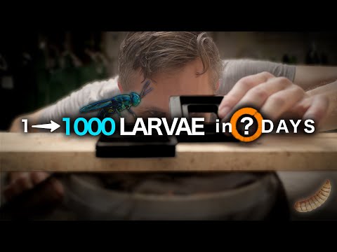 Starting a Black Soldier Fly Farm from Scratch