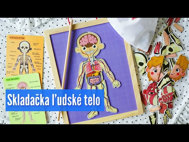 Magnetická skládačka Lidské tělo pro děti