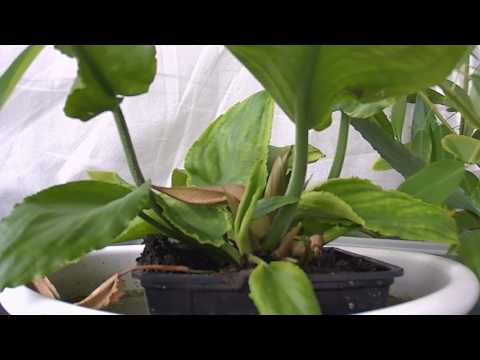 Blütenknospe und Spatha von Lagenandra nairi (Zeitraffer)