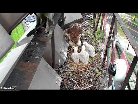 Red-tailed Hawk Chicks Play Tug-of-war Over Stringy Bite Of Food – May 10, 2018