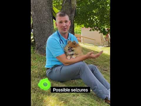 Heat Stroke, how to prevent it and what to do IF your pet has been affected.