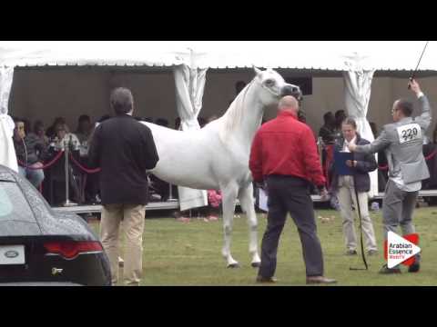 N.220 LUJYAN AA - Bruges 2015 International - Egytian Senior Mare ( 4 years and older ) (Class 116)