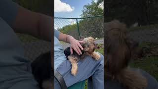 Video preview image #1 Mutt Puppy For Sale in Weston, FL, USA