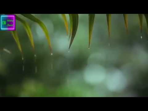 Sunetul ploii,muzică de relaxare si vindecare a creierului,corpului~Muzica pentru un somn linistit!