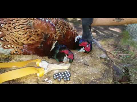 [Bushcraft] Slingshot hunting phesant Catch and cook!