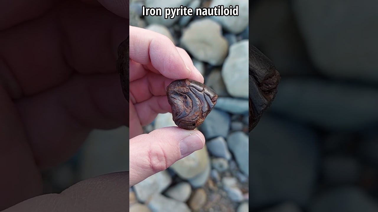 Fool&#39;s gold fossil find #fossil #gold #paleontology