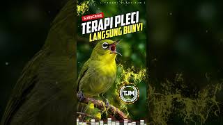 Download lagu Terapi Pleci Langsung Bunyi - Audio Magic zosterops !!! mp3 Download lagu Terapi Pleci Langsung Bunyi - Audio Magic zosterops !!! mp3