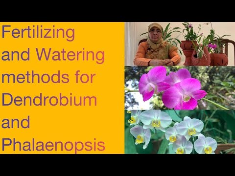 Fertilizing and watering methods for dendrobium and Phalaenopsis