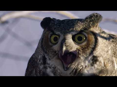 The Secret Life Of Owls - Squirrel Hunt