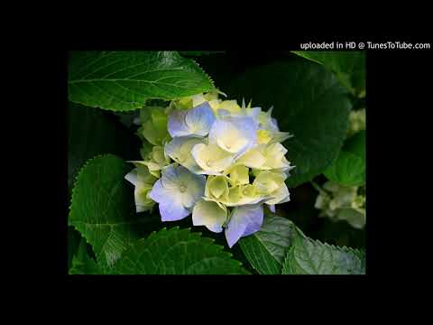 Jesse Lee Davis Is This Love Yo! This Is Love Mix