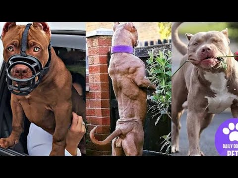Pitbulls are Badass and Cute  🐶Funny and Cute Pitbull Compilation !🐶