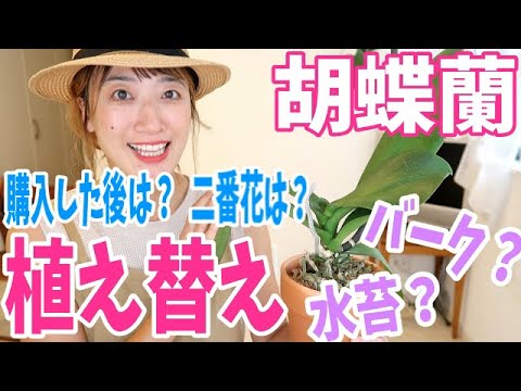 重曹を使って蘭に再び花を咲かせる方法は？すべきこととしてはいけないこと  庭園