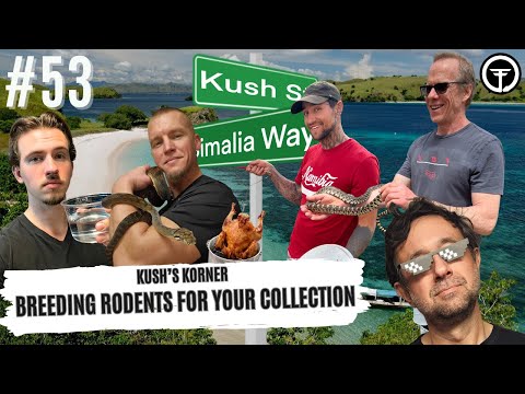 Breeding Rodents For Your Collection | Kush's Korner Live