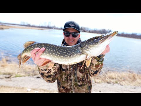 Fishing The Shoreline For Pike