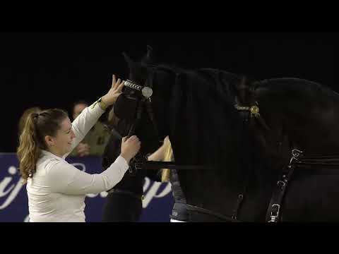 HK 2023 | Horses2Fly KFPS Sport Competition Harnesses | Part 3 | German