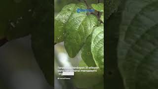 Peringatan Dini BMKG 22 Februari 2023, 32 Wilayah Terjadi Hujan Lebat dan Angin Kencang