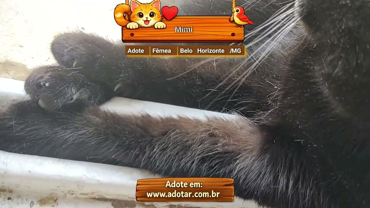 Gato raça SRD-ViraLata idade 6 ou mais anos nome Mimi