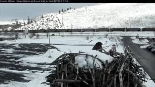 Juvenile Dark Morph Red-tailed Hawk (Possible Harlan&#39;s Hawk) on Hellgate Osprey Cam – Jan 6, 2017