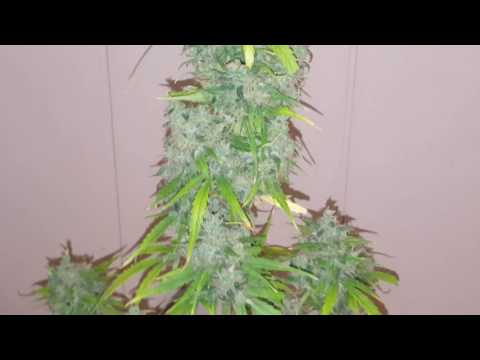 Ep #12 Ak-47 AutoFlower Grow Pre-Harvest Day (Day 78 From Seed)