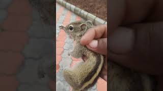 Squirrel catching
