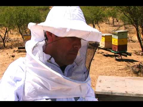Honey: preventing swarming