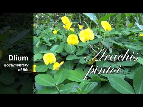 Pinto peanut (Arachis pintoi) - part 1