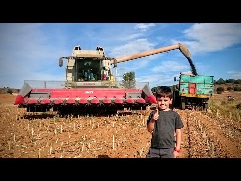 20,000 SUBSCRIBERS We climbed on a combine harvester of SUNFLOWERS, MOTO tractors. Children’s Video