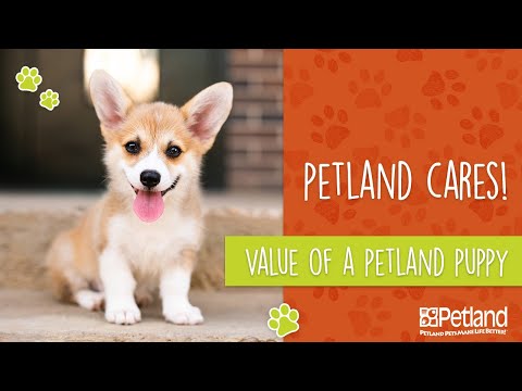 Value of a Petland Puppy