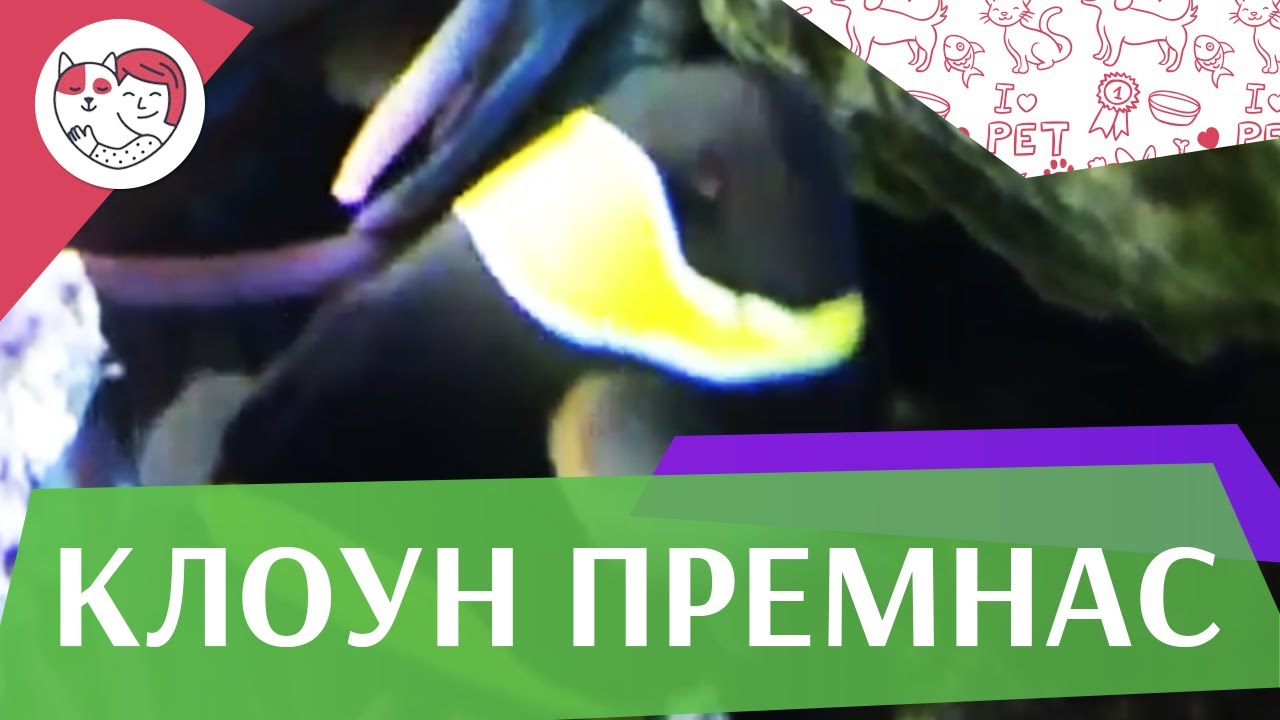 Клоун премнас трехполосый Описание на ilikepet