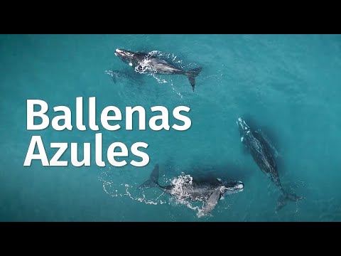 Bienvenidos al Parque Tantauco: El lado salvaje de Chiloé