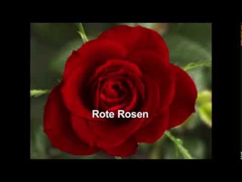 Rote Rosen (Strauss); Charlotte Margiono, Peter Nilsson