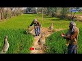 Batair Ka Shikar 2023 Hunting With Kirak And Jal Quail Hunting 2023 How To Catch Common Quail