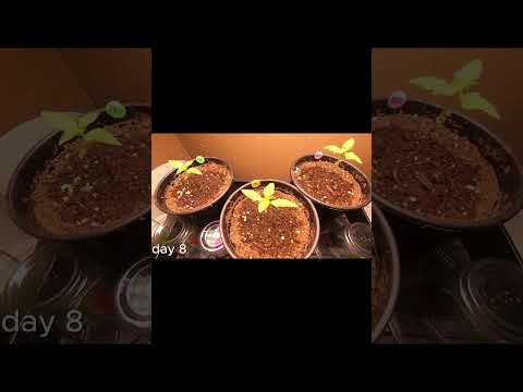 purple lemonade fast buds autoflower day 1 -14